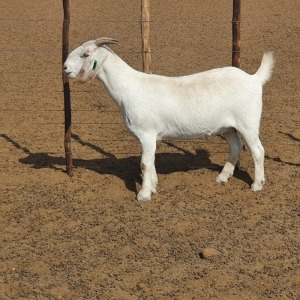 1 x SAVANNA - OOI/EWE Marina Kotze - STOET/STUD