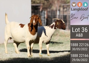 2X BOERGOAT PREGNANT STUD DOE LANGKLOOF