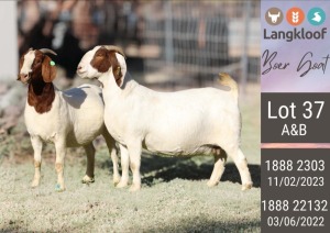 2X BOERGOAT PREGNANT FLOCK DOE LANGKLOOF