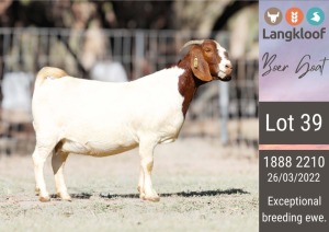 1X BOERGOAT PREGNANT STUD DOE LANGKLOOF