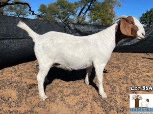 1X BOERGOAT PREGNANT FLOCK DOE ARBEIDSAAMHEID