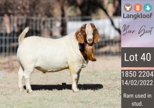 1X BOERGOAT STUD BUCK LANGKLOOF