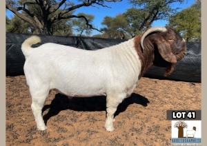 1X BOERGOAT FLOCK BUCK ARBEIDSAAMHEID