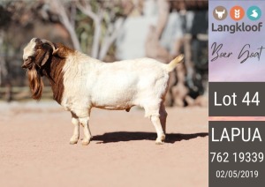 1X BOERGOAT STUD BUCK LANGKLOOF