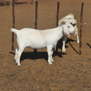 1 x SAVANNA OOI/EWE Koenie Kotze - STOET/STUD