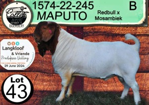 1X BOERGOAT FLOCK BUCK COLLEN BOERDERY