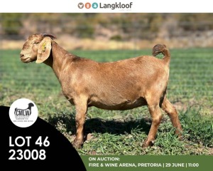 1X KALAHARI RED PREGNANT FLOCK DOE CMLW BOERDERY