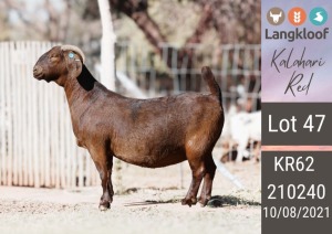 1X KALAHARI RED STUD DOE LANGKLOOF