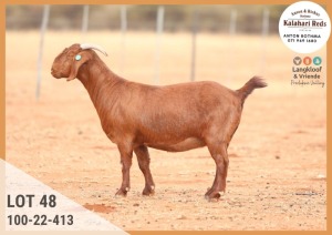 1X KALAHARI RED PREGNANT STUD DOE ANTON & RICKUS BOTHMA KALAHARI REDS