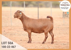 1X KALAHARI RED PREGNANT STUD DOE ANTON & RICKUS BOTHMA KALAHARI REDS