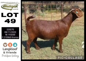 1X KALAHARI RED PREGNANT STUD DOE DHIDEJAK KALAHARI RED