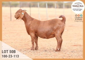 1X KALAHARI RED PREGNANT STUD DOE ANTON & RICKUS BOTHMA KALAHARI REDS