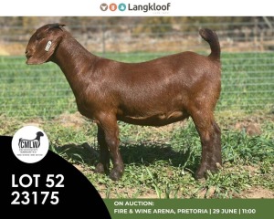 1X KALAHARI RED STUD DOE CMLW BOERDERY