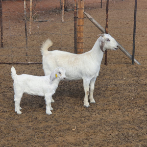 1 x SAVANNA OOI/EWE Marina Kotze - STOET/STUD