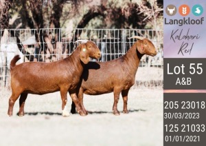 2X KALAHARI RED PREGNANT FLOCK ON COLOR DOE LANGKLOOF