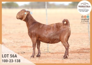 1X KALAHARI RED PREGNANT STUD DOE ANTON & RICKUS BOTHMA KALAHARI REDS