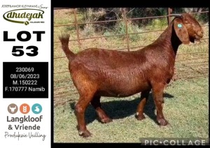 1X KALAHARI RED PREGNANT FLOCK DOE DHIDEJAK KALAHARI RED