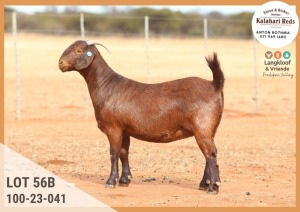 1X KALAHARI RED PREGNANT STUD DOE ANTON & RICKUS BOTHMA KALAHARI REDS