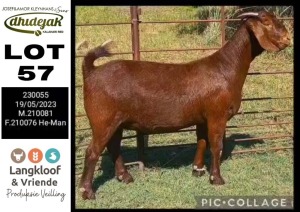 1X KALAHARI RED PREGNANT STUD DOE DHIDEJAK KALAHARI RED