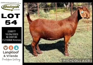 1X KALAHARI RED PREGNANT STUD DOE DHIDEJAK KALAHARI RED