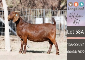 1X KALAHARI RED PREGNANT STUD DOE LANGKLOOF