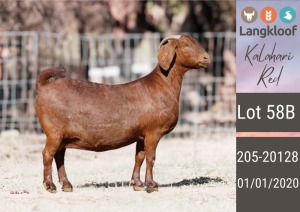 1X KALAHARI RED STUD DOE LANGKLOOF