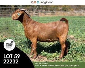 1X KALAHARI RED PREGNANT STUD DOE CMLW BOERDERY