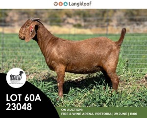 WITHDRAWN - 1X KALAHARI RED PREGNANT DOE CMLW BOERDERY