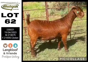 1X KALAHARI RED PREGNANT DOE DHIDEJAK KALAHARI RED