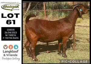 1X KALAHARI RED PREGNANT STUD DOE DHIDEJAK KALAHARI RED