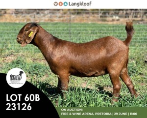 1X KALAHARI RED FLOCK DOE CMLW BOERDERY