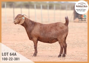 1X KALAHARI RED STUD DOE ANTON & RICKUS BOTHMA KALAHARI REDS