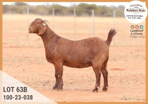 1X KALAHARI RED PREGNANT STUD DOE ANTON & RICKUS BOTHMA KALAHARI REDS