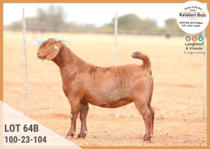 1X KALAHARI RED PREGNANT STUD DOE ANTON & RICKUS BOTHMA KALAHARI REDS