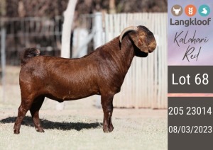 1X KALAHARI RED FLOCK BUCK LANGKLOOF