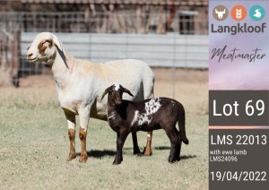 1X MEATMASTER EWE LANGKLOOF