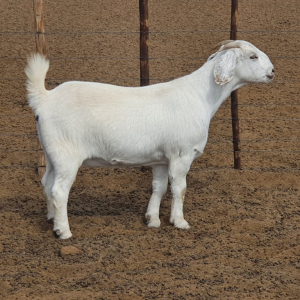 1 x SAVANNA OOI/EWE Marina Kotze - STOET/STUD