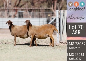 2X MEATMASTER EWE LANGKLOOF