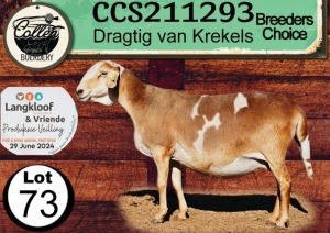 1X MEATMASTER PREGNANT EWE COLLEN BOERDERY