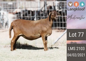 1X MEATMASTER EWE LANGKLOOF