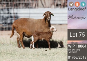 1X MEATMASTER EWE LANGKLOOF