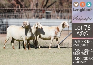 3X MEATMASTER PREGNANT EWE LANGKLOOF