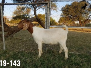 1 x BOERBOKKE OOI/EWE TJ Fleedwood - KUDDE/FLOCK