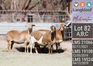 3X MEATMASTER PREGNANT EWE LANGKLOOF