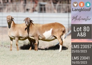 1X MEATMASTER PREGNANT EWE LANGKLOOF