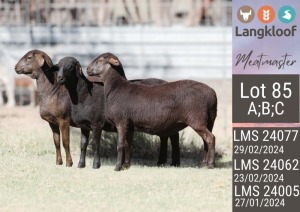 3X MEATMASTER ONGEKEUR / UNGRADED EWE LANGKLOOF