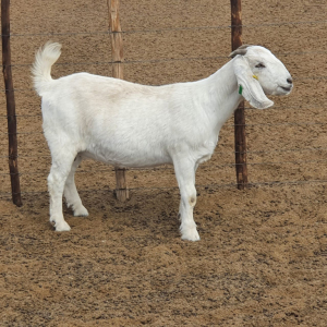 1 x SAVANNA OOI/EWE Marina Kotze - STOET/STUD