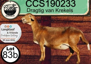 1X MEATMASTER PREGNANT EWE COLLEN BOERDERY