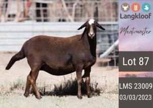 1X MEATMASTER PREGNANT EWE LANGKLOOF