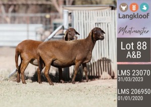 2X MEATMASTER PREGNANT EWE LANGKLOOF